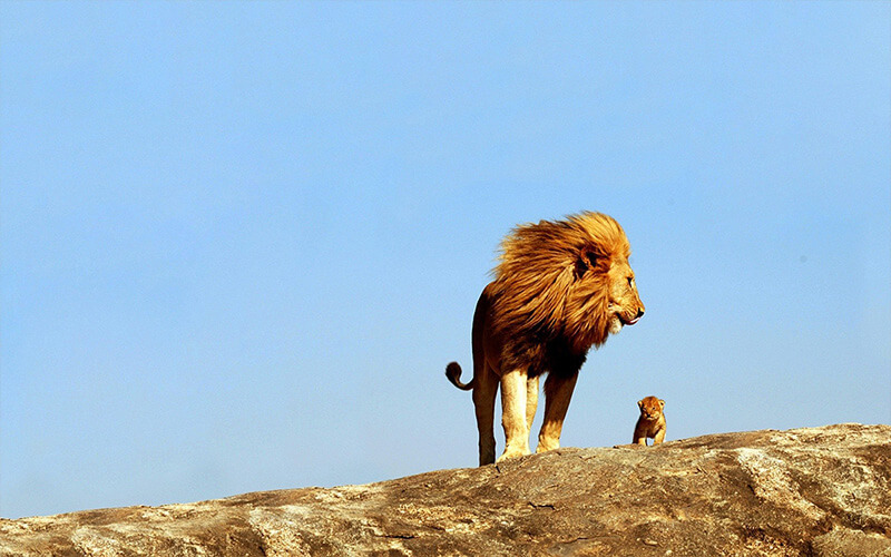 Lion Family