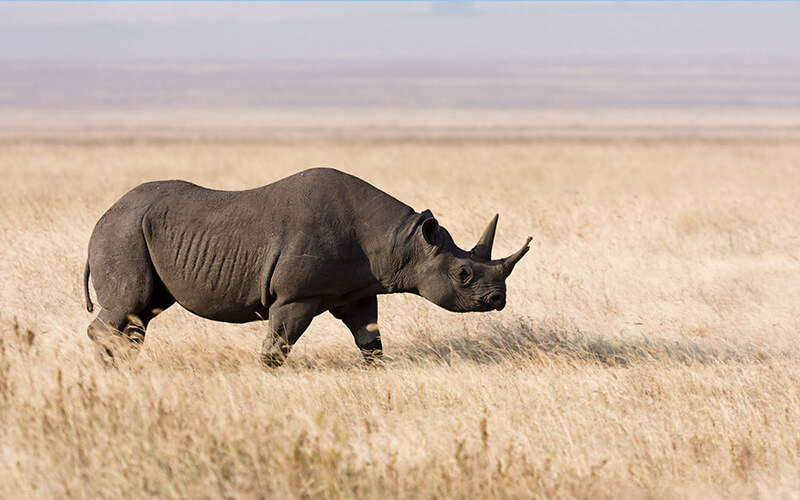 Rhino