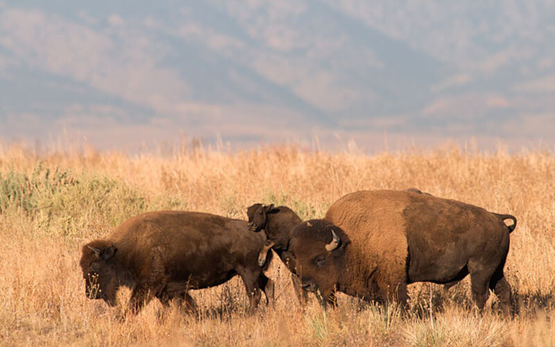 Bison Family